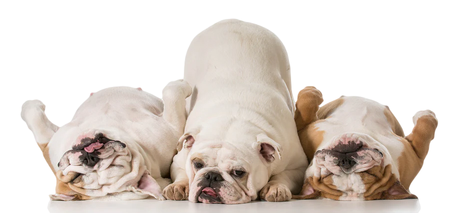 Glandex Anal Gland Fiber Supplement FAQs